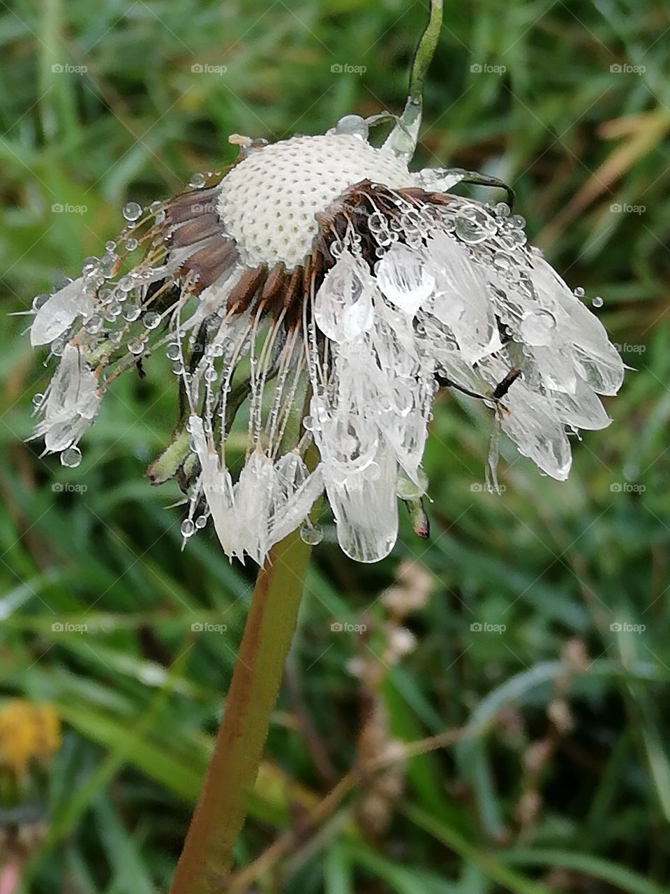 Dandelion blossom covered with raindrops
