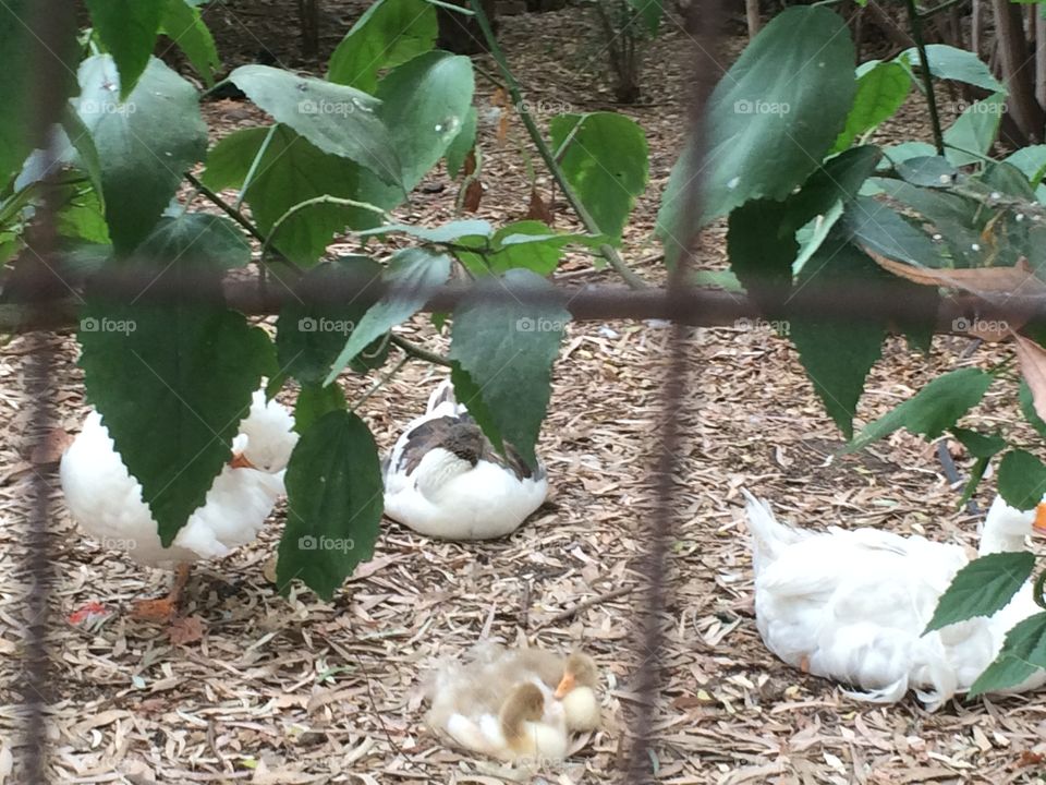  Chickens! 