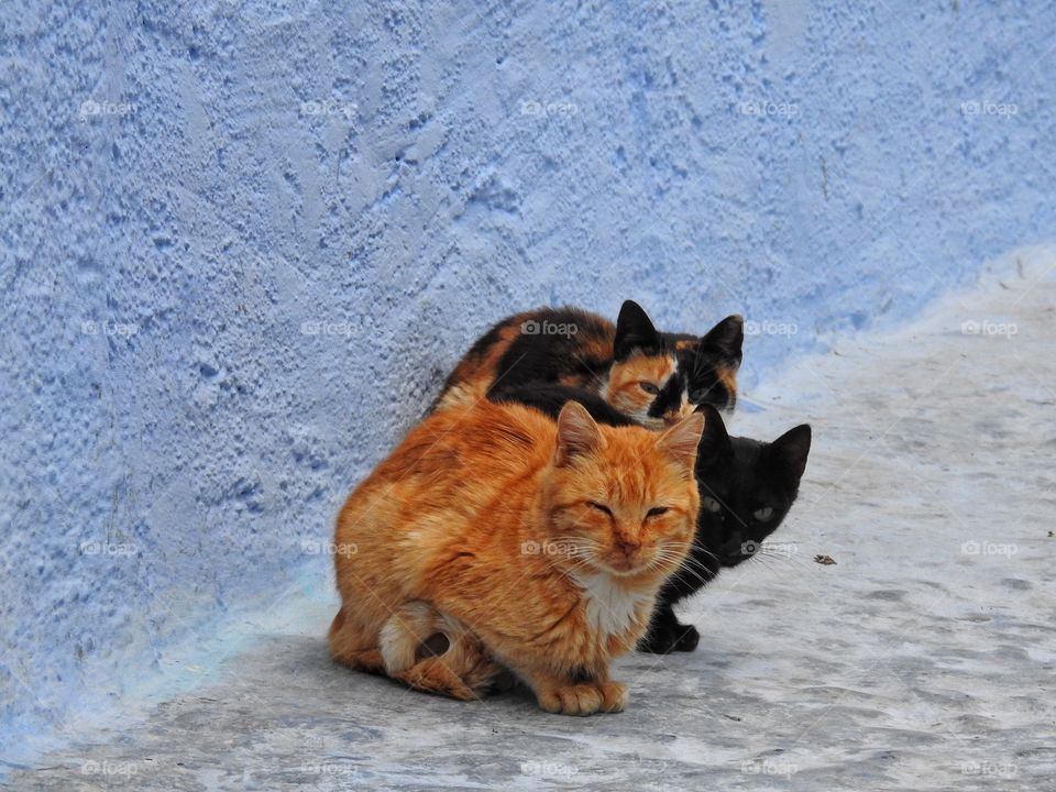 Domestic cat sitting side by side