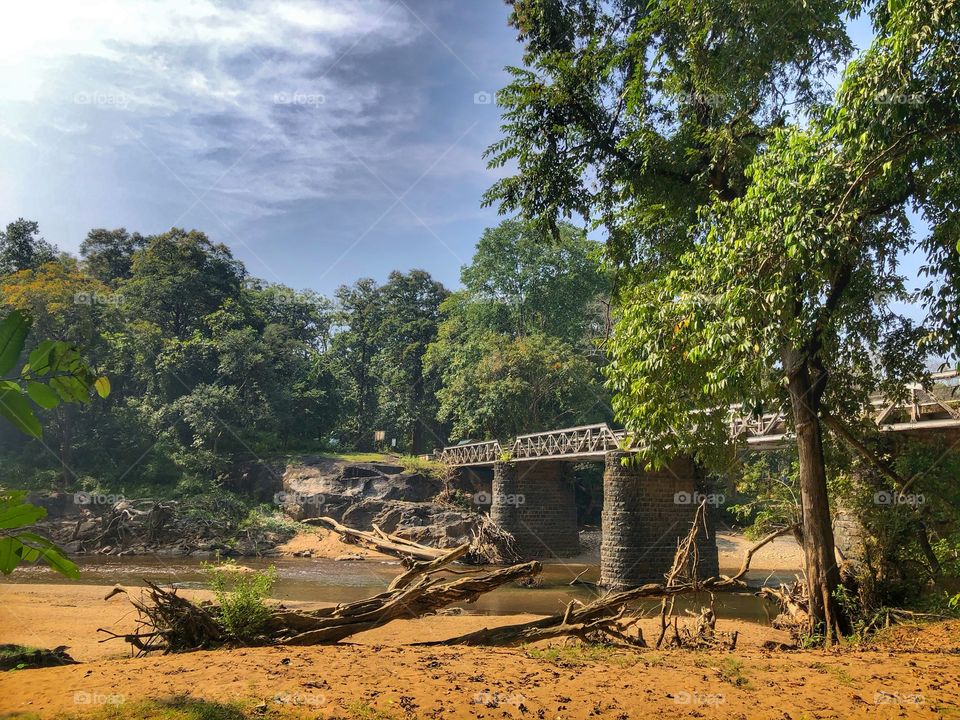 A view from a forest