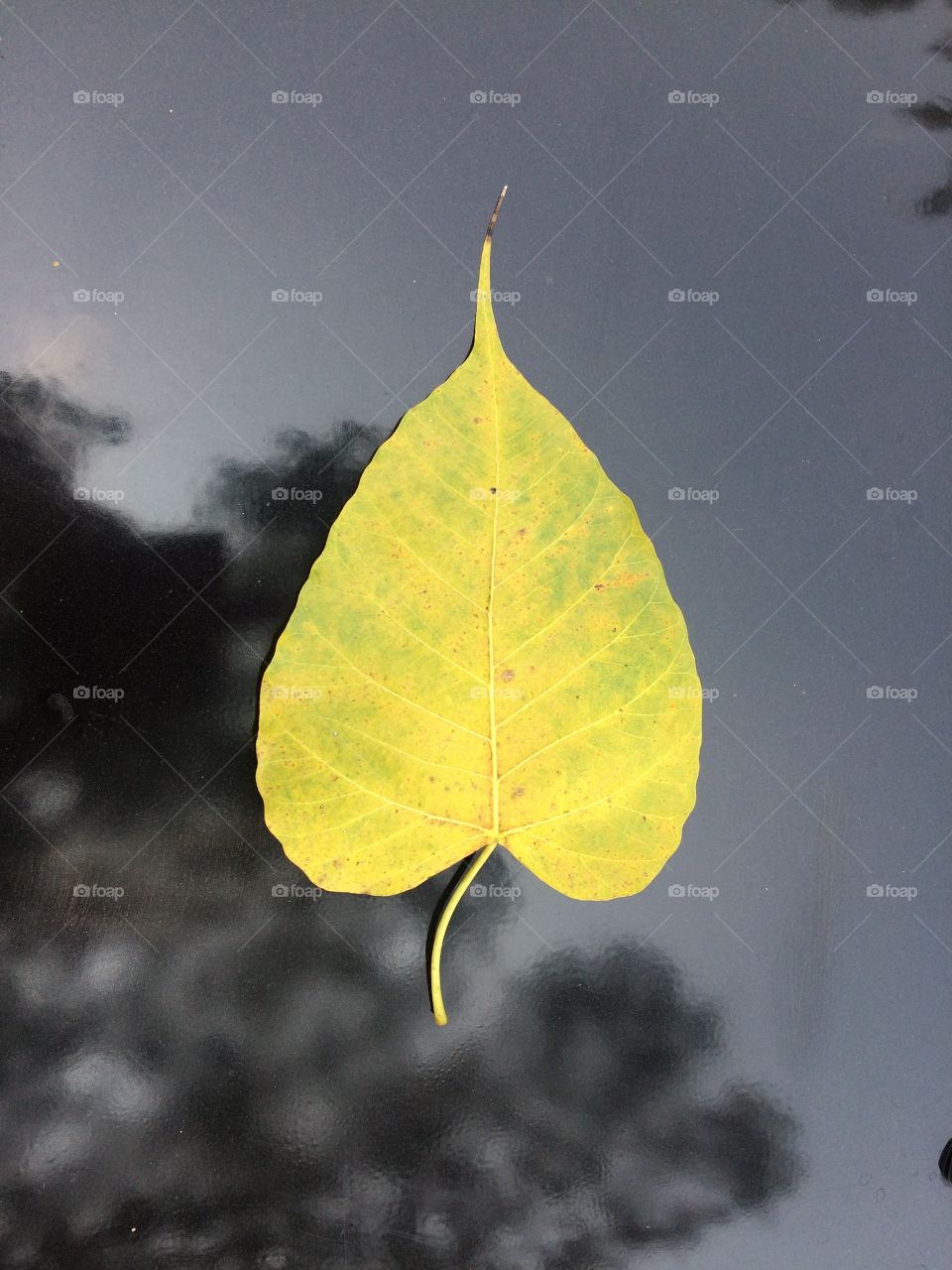 Just a leaf 