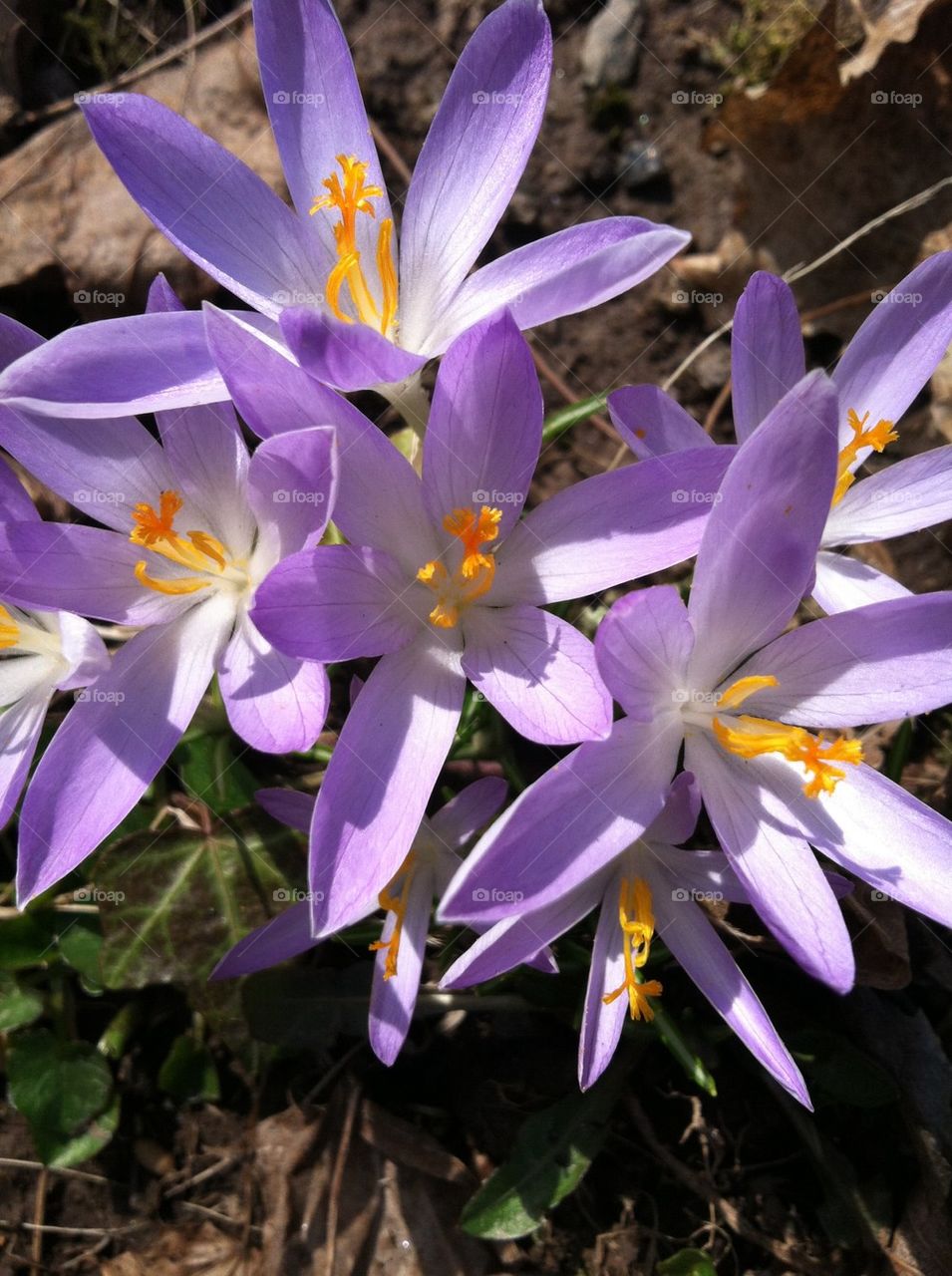 Crocus