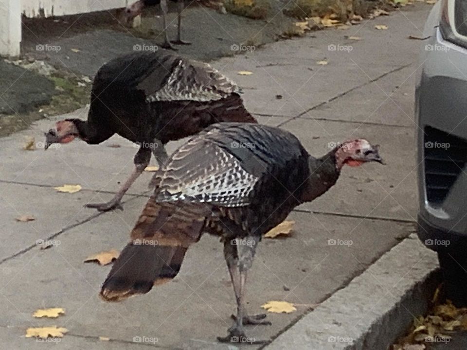 I love the juxtaposition of these two birds. It's as if they're working together to best scan the landscape for food