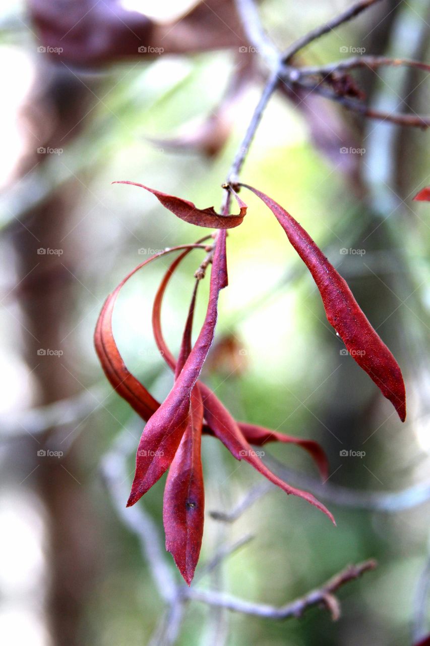 red leaves in motion