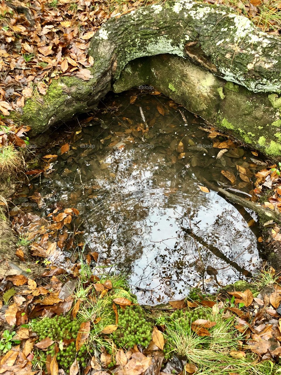 Mountain spring water
