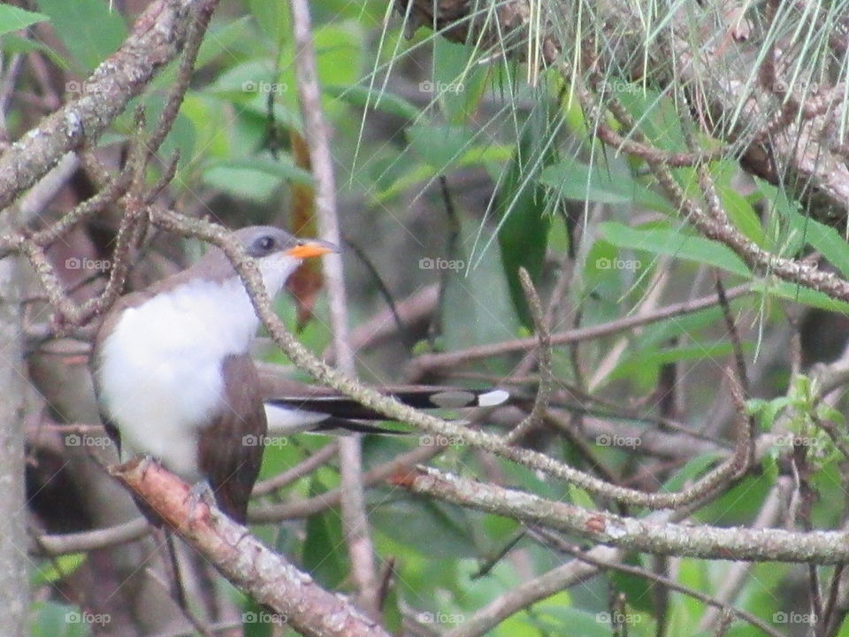 Yellow billed cuckoo