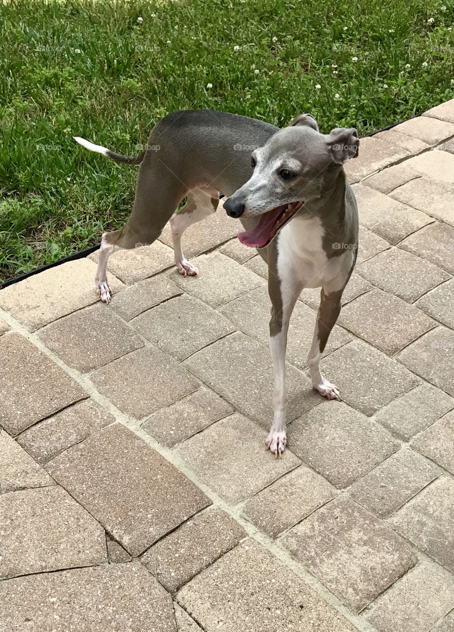 Dog on Patio