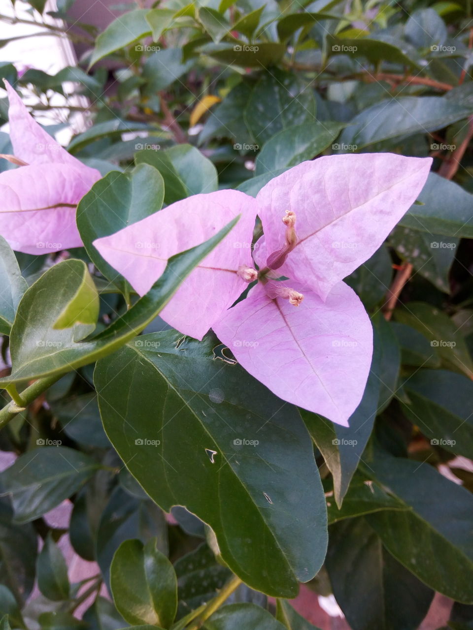 bougainvillea  violet