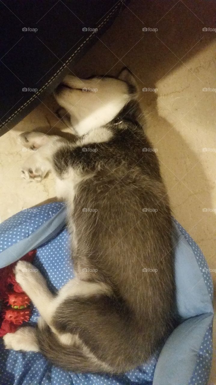 husky puppy sleeping in his bed half of his body on the floor