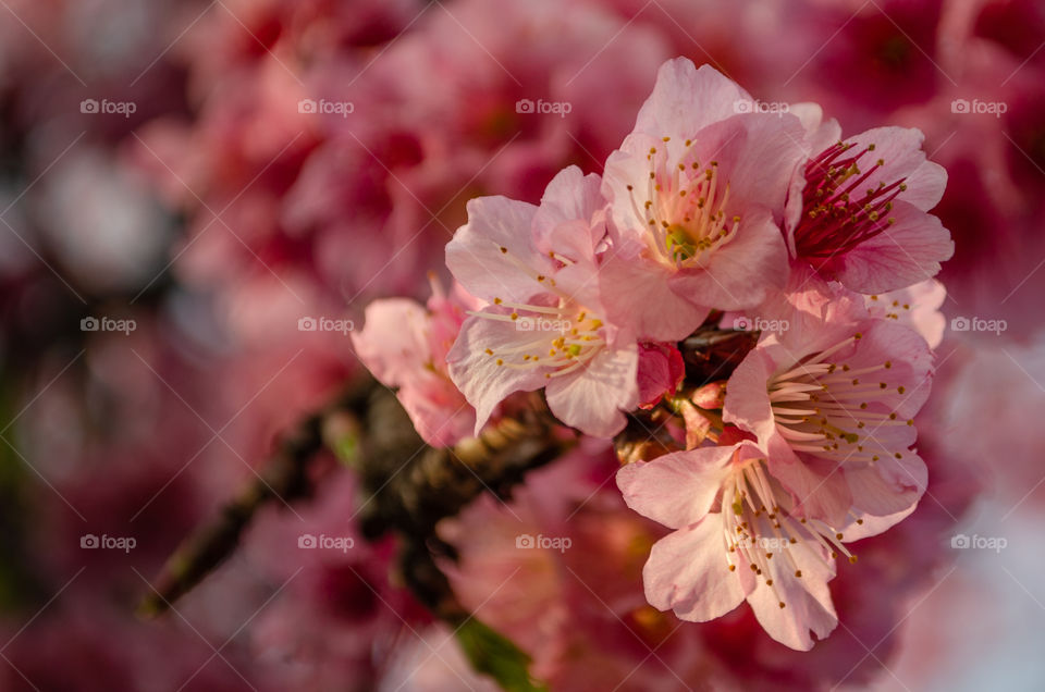 cherry blossom