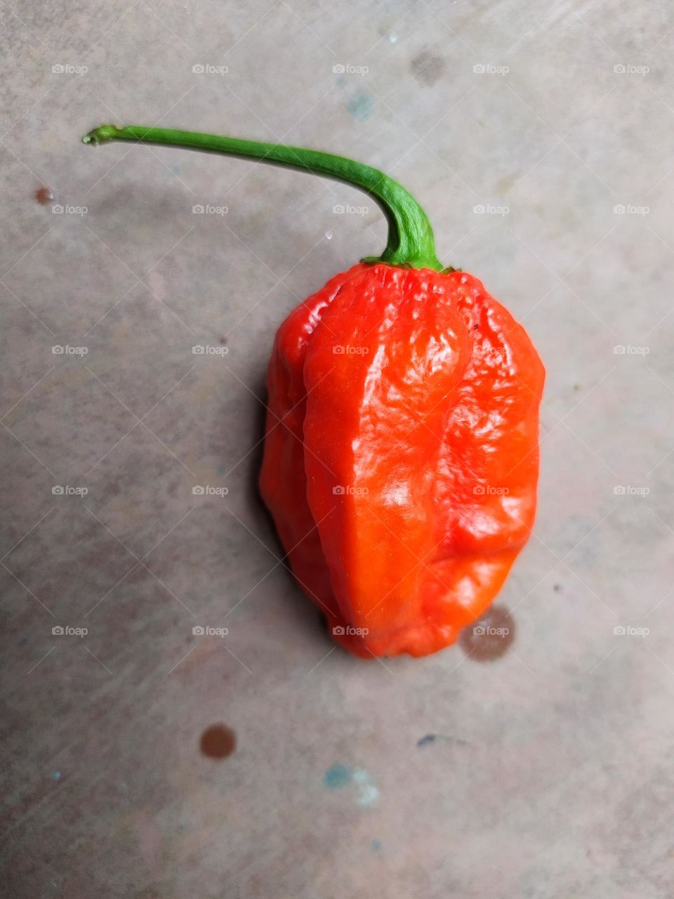 Bhut Jolokia, in 2007, Guinness World Records certified that the ghost pepper was the World's hottest chili pepper, 170 times hotter than Tabasco Sauce. The Ghost Pepper also known as Bhut Jolokia in Assamese. Enjoy this summer with bhoot jolokia pic