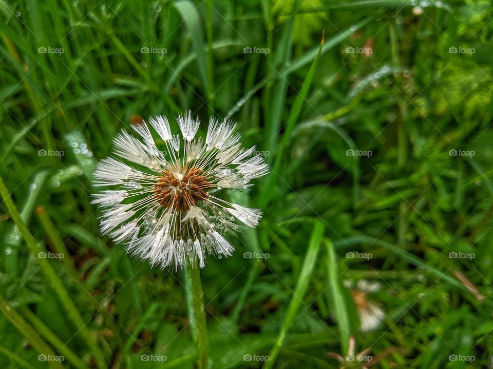 wet dandelion from the rain on the background of grass