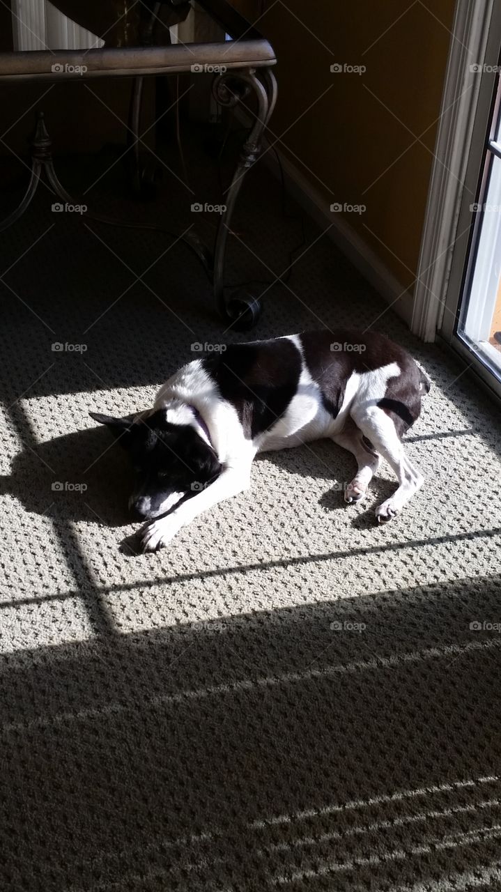 Sunbathing dog