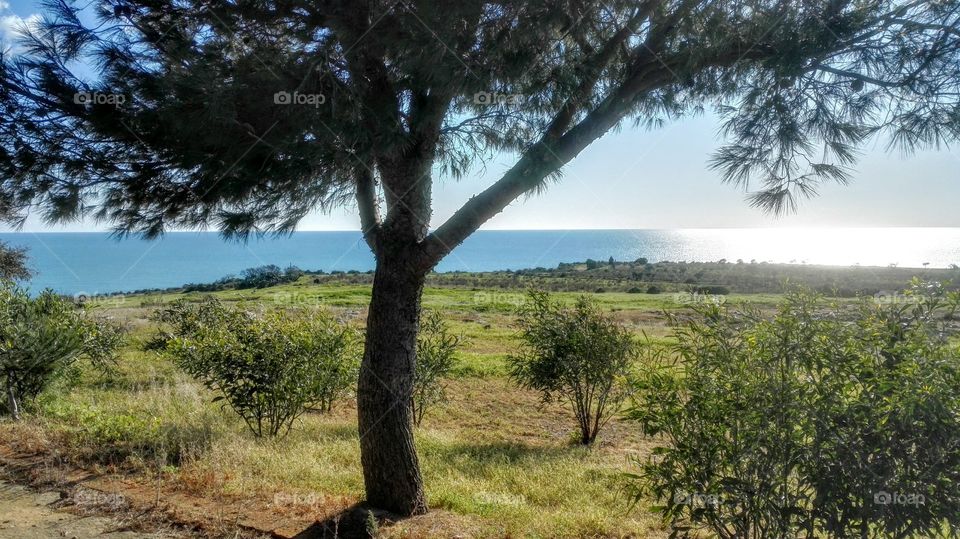 albero prato mare e cielo