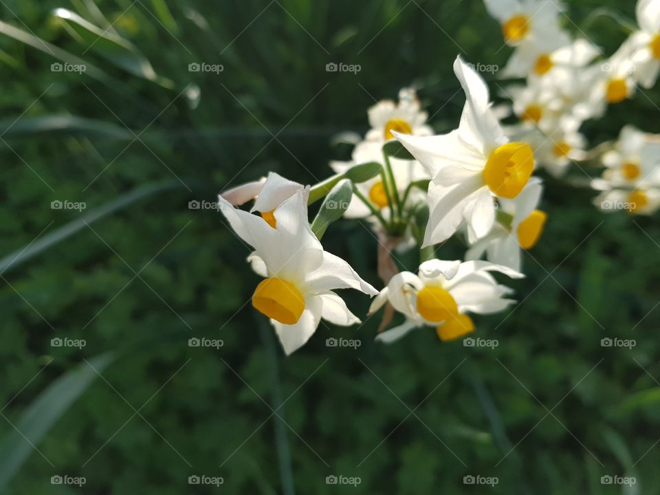 narcissus