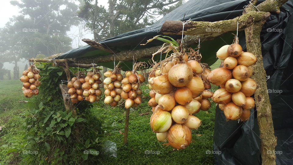 Beautiful onions for sale by a farmer