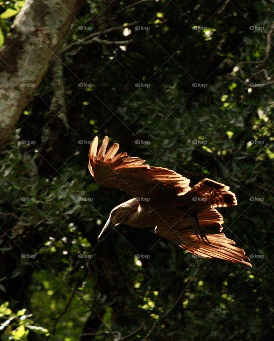 A hamerkop at sunrise 