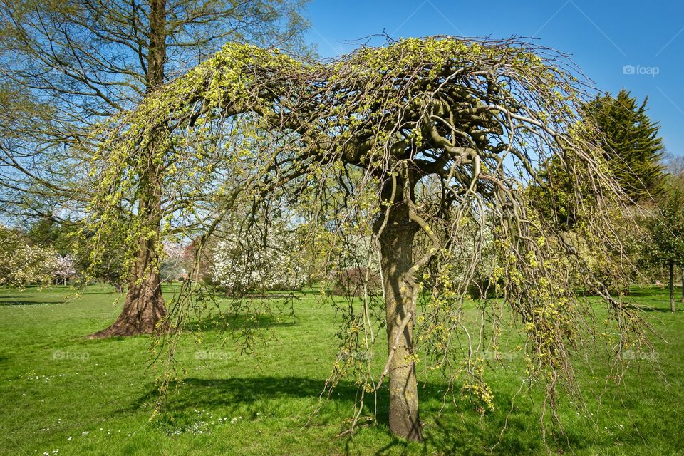 Beautiful view of weeping willow tree with bare branches and umbrella shape crown