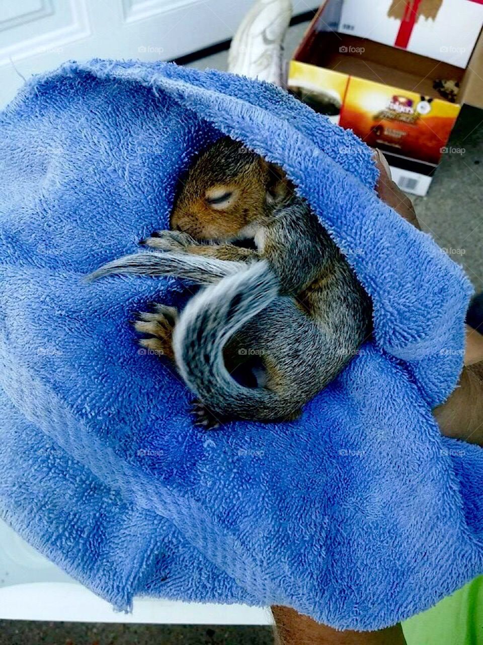 baby squirell
