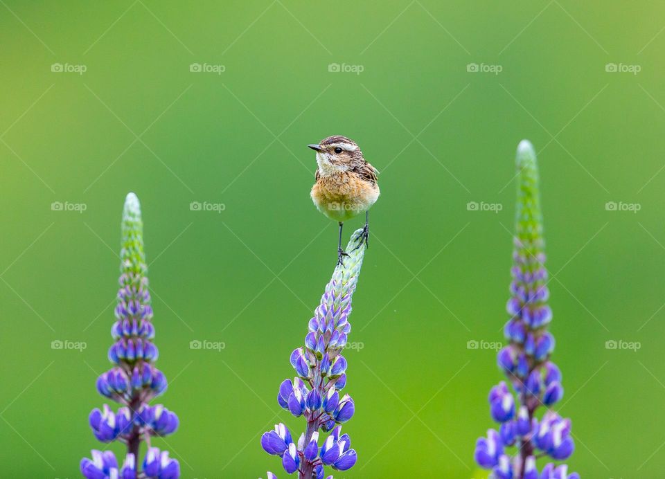 Bird and flowers