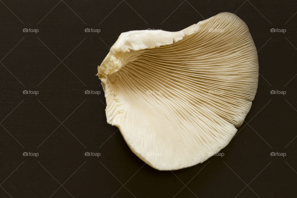 oyster mushroom on black background