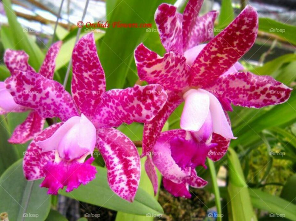 PINK ORCHIDS