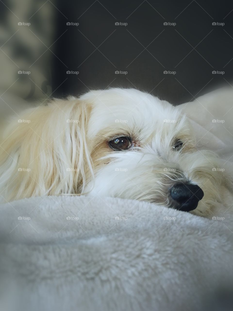 Sleepy white dog