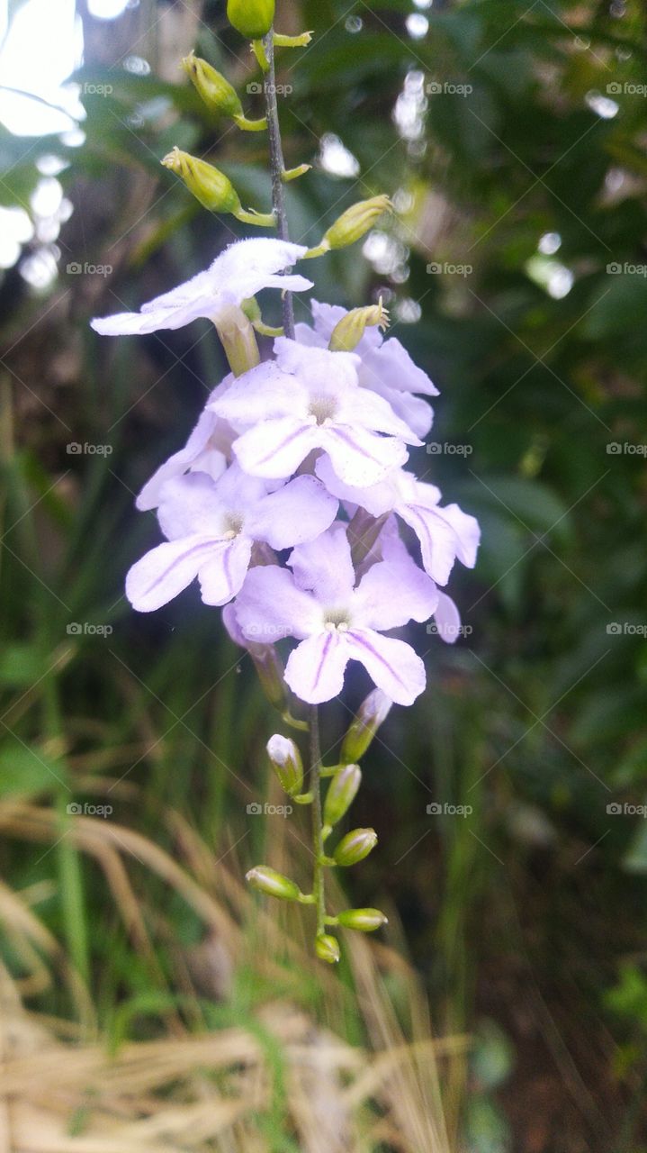 The flower of memories