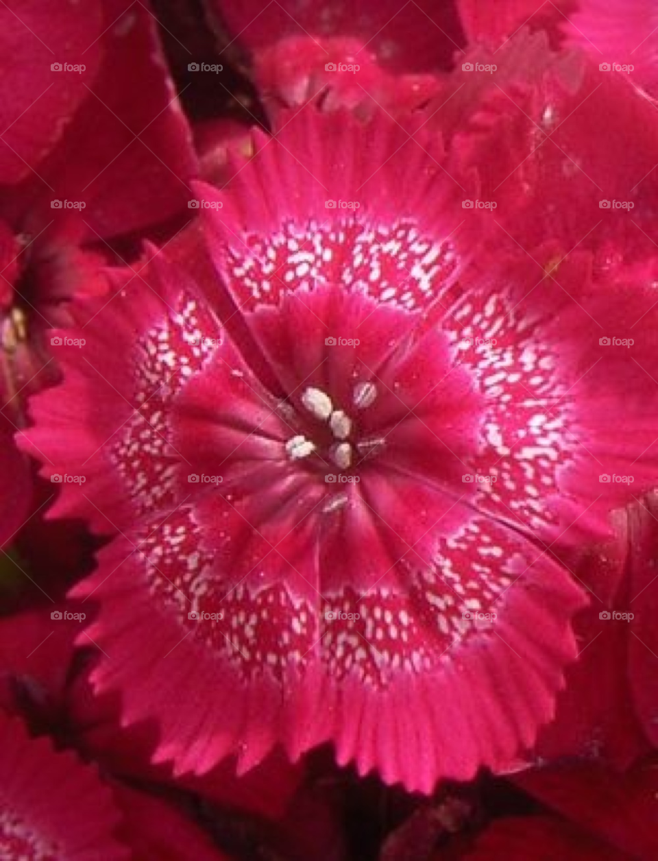 pink flower macro red by Amy