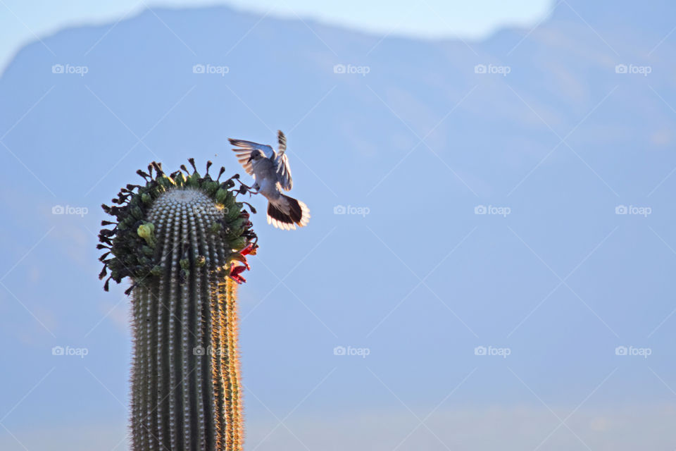A bird about to perch on Saguaro flowers.  Saguaro takes 150 years to reach full growth).