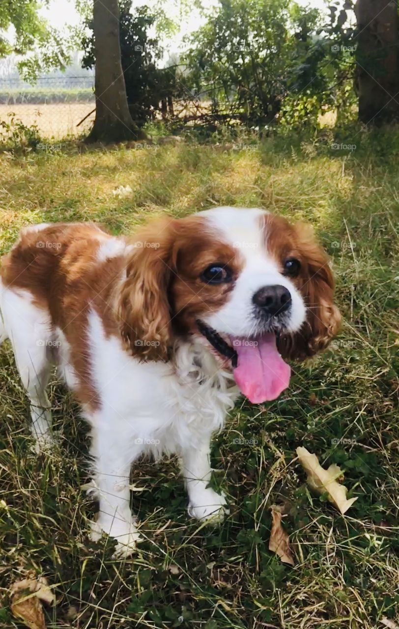 Lady’s best friend