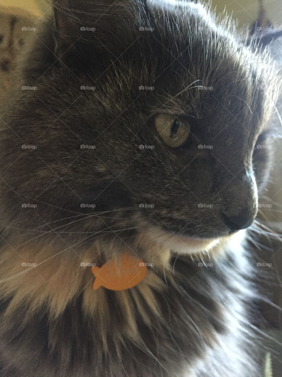 Cat, Animal, Pet, Mammal, Portrait