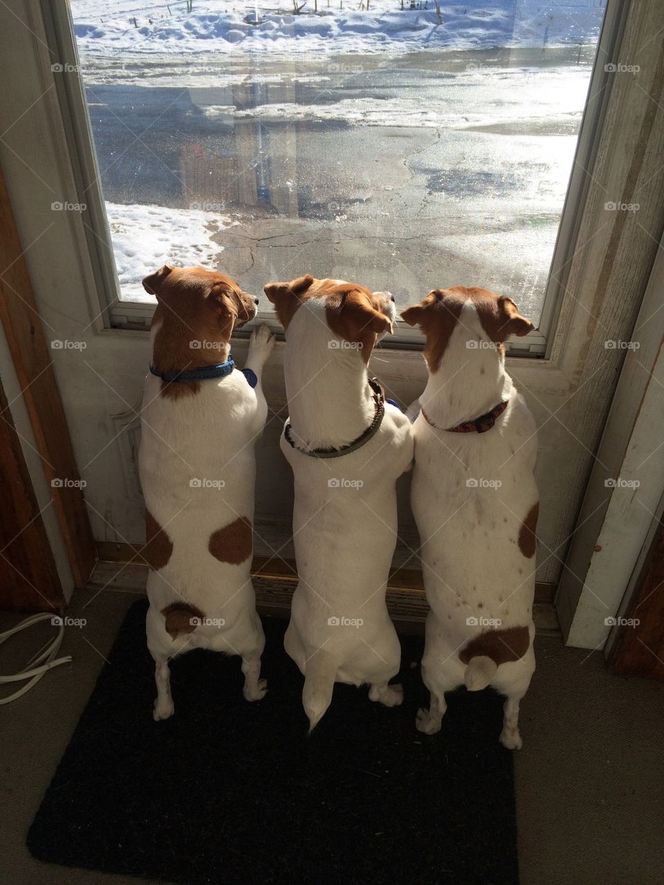 Dogs seen through glass door
