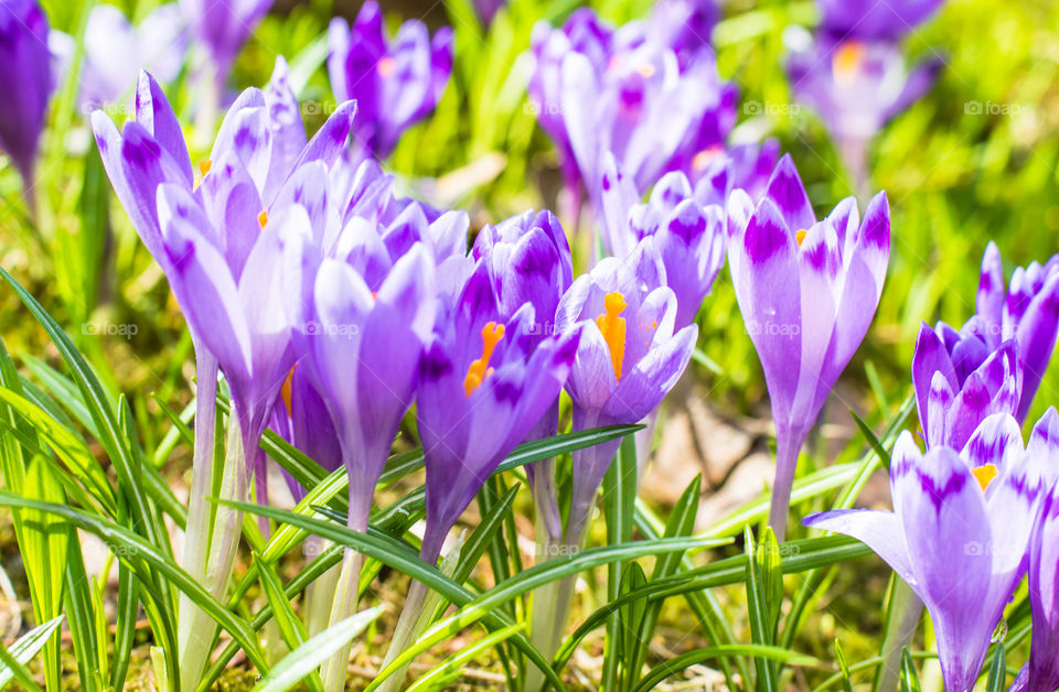 Spring flowers - crocuses