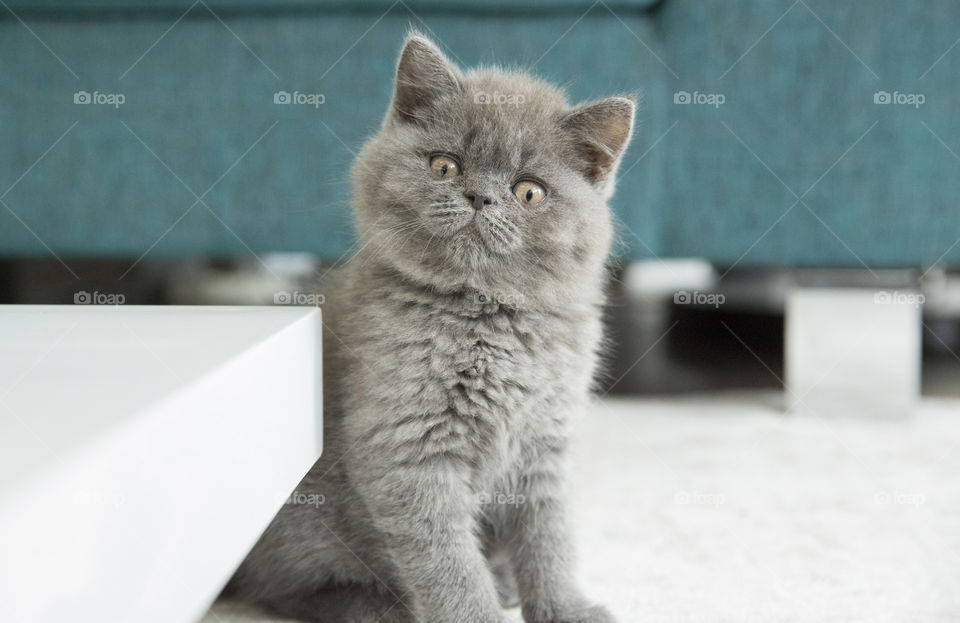 Gray cat sitting on floor