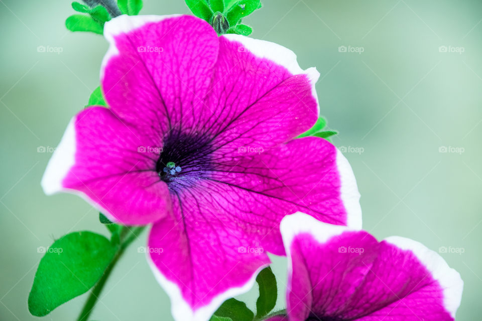 Purple Petunia Flowers
