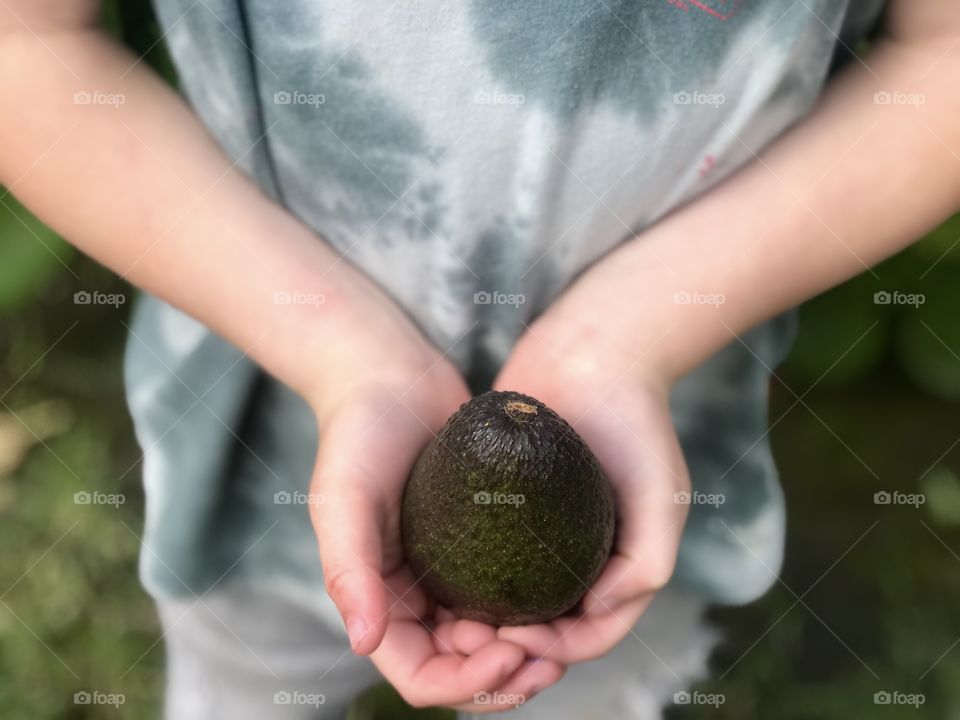 A young child holding an avocado fruit in his hand . Healthy food. Let’s eat ! 