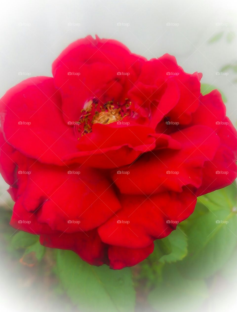 Red rose