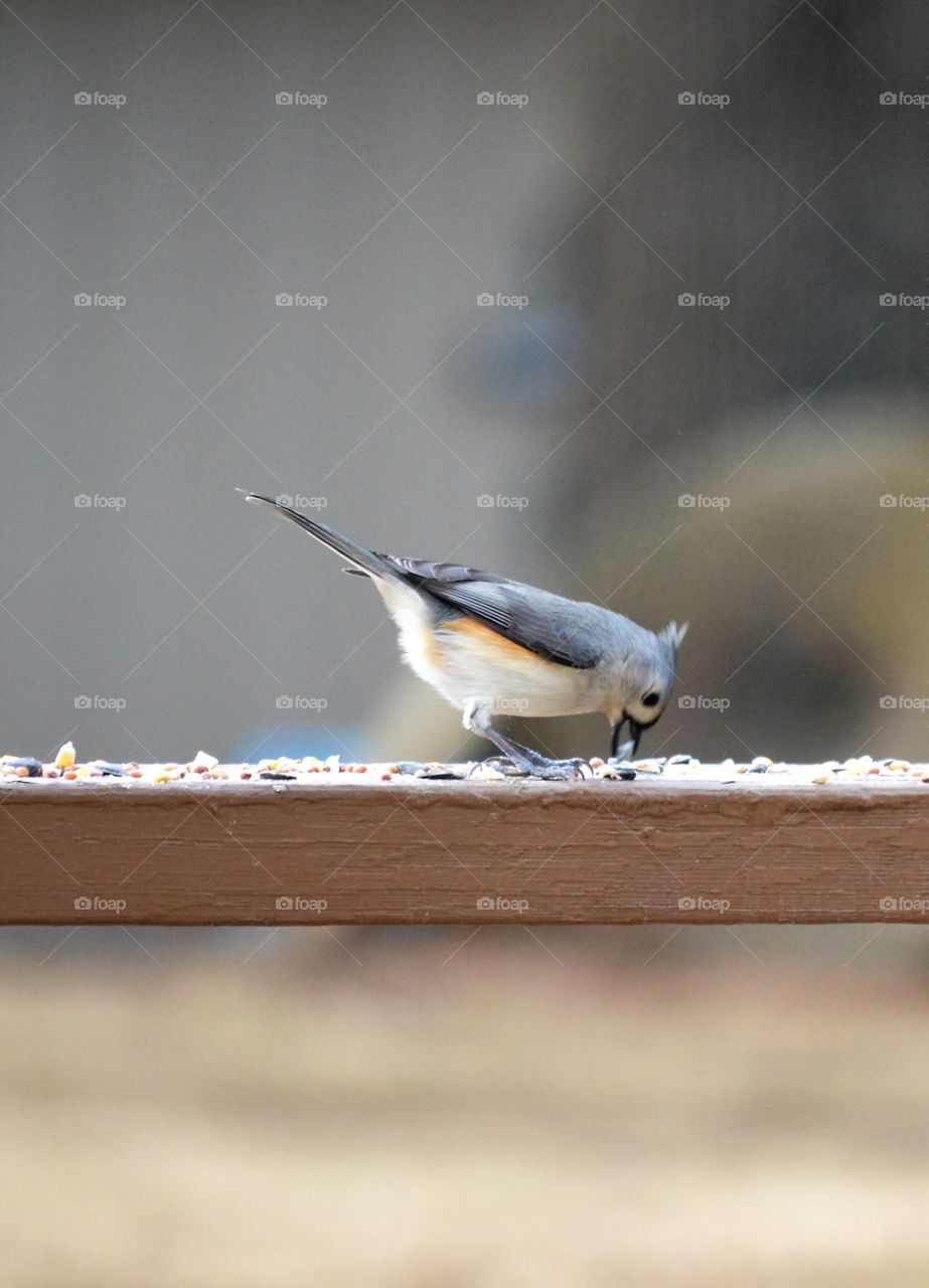 tufted titmouse