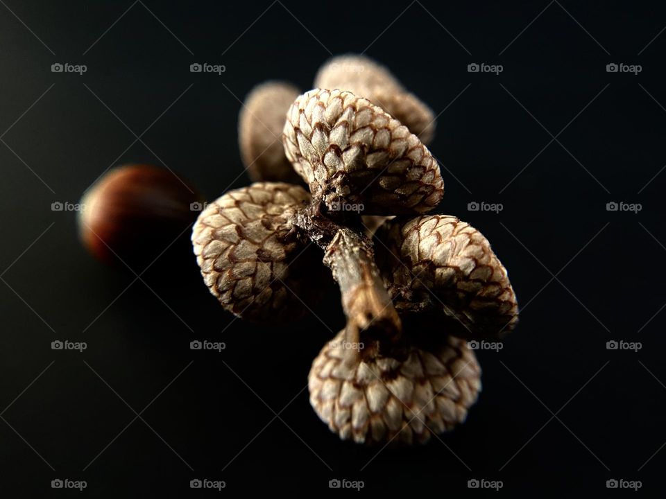A twig with acorn caps 