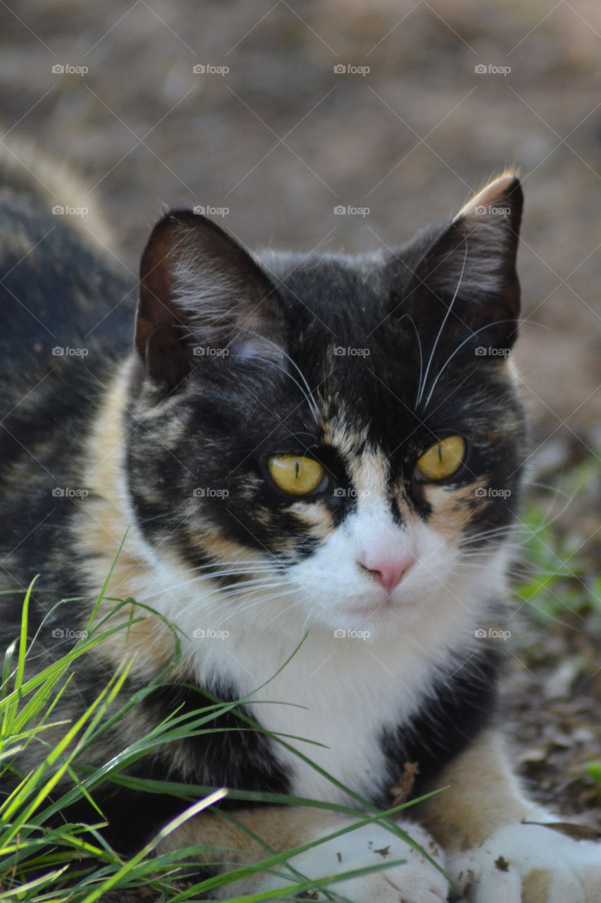 Close up of calico cat resting on grass