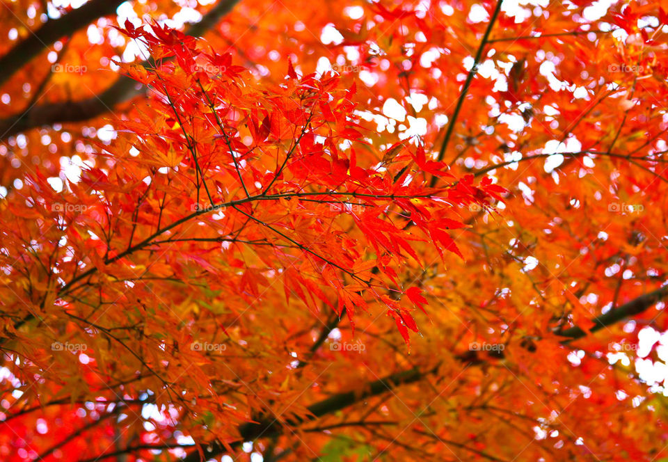 Maple tree