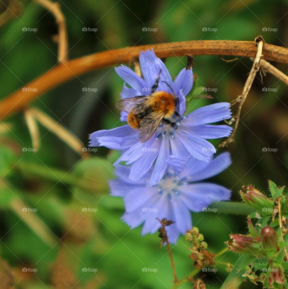 Insect on a flower