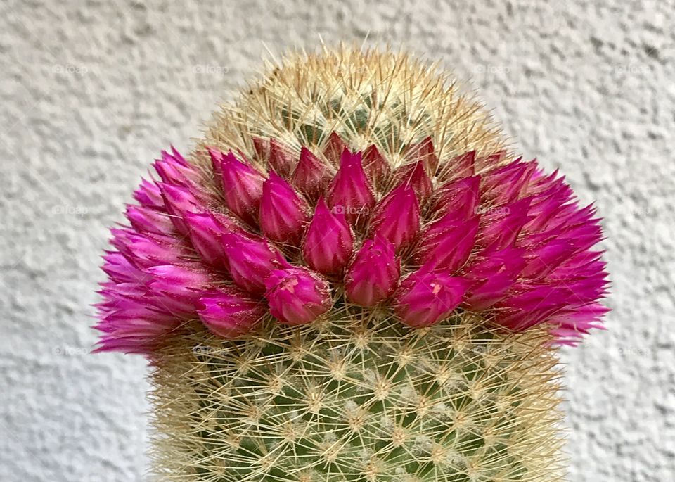 Cactus flowering 