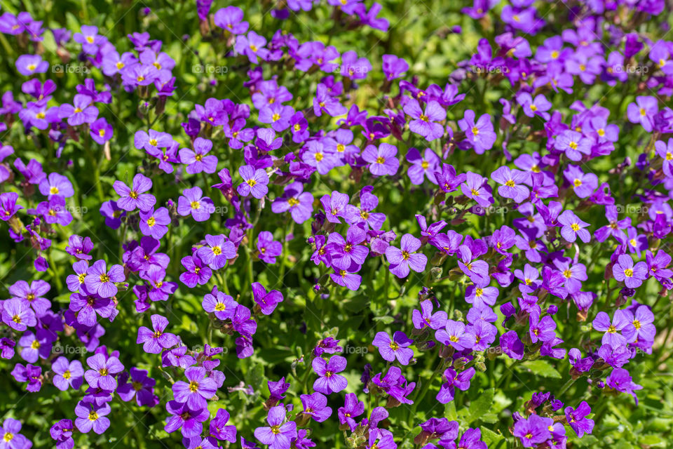 purple sea of blossoms