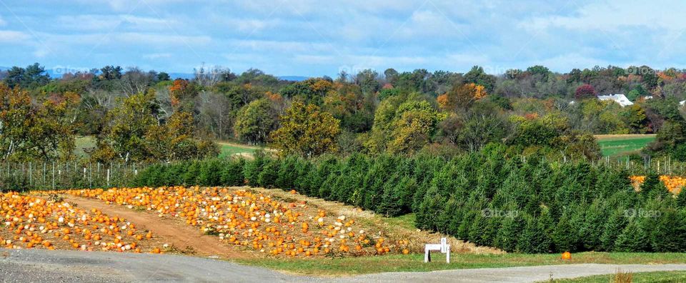 Pumpkins on the Hillside