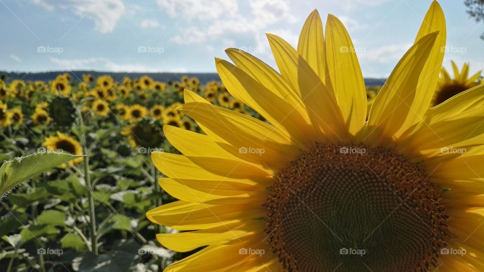 Sunflower