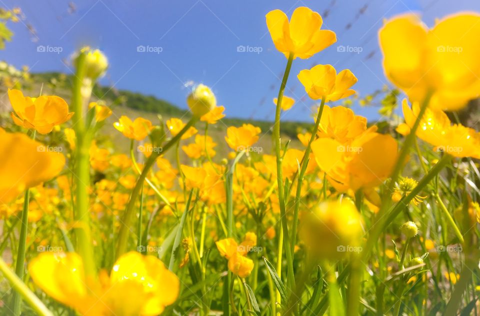 Yellow Flowers meadow 