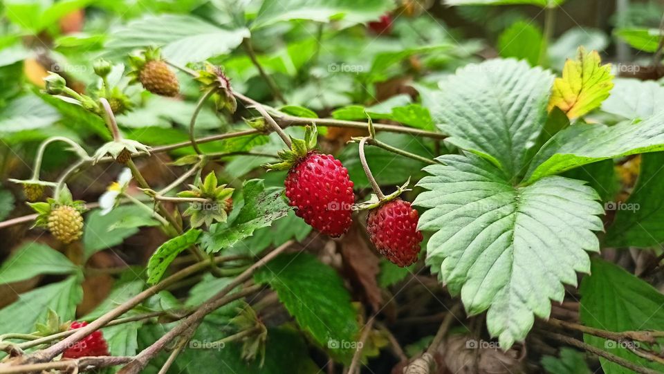 nature in bright colors, juicy wild strawberries, green leaves, forest, berry