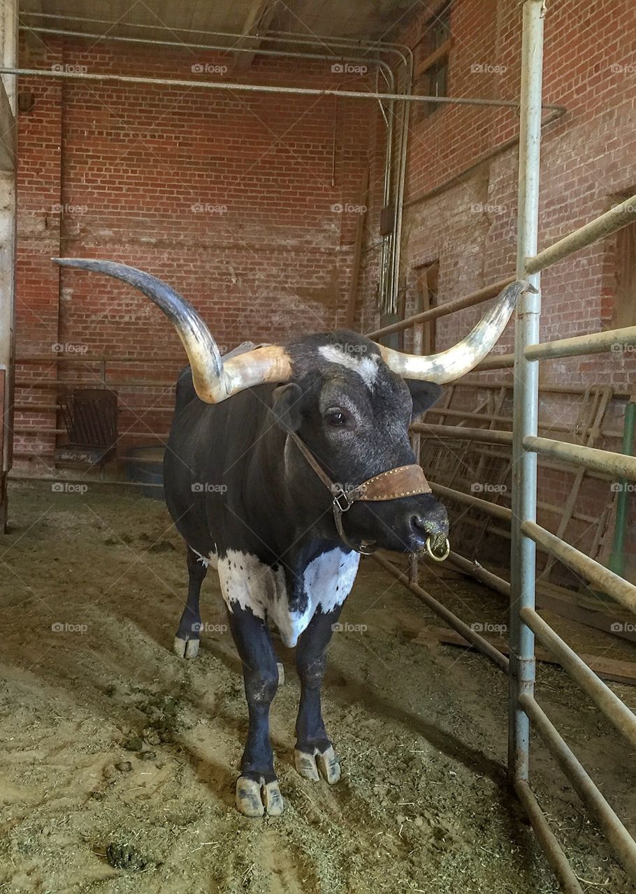Close-up of cow in cattle
